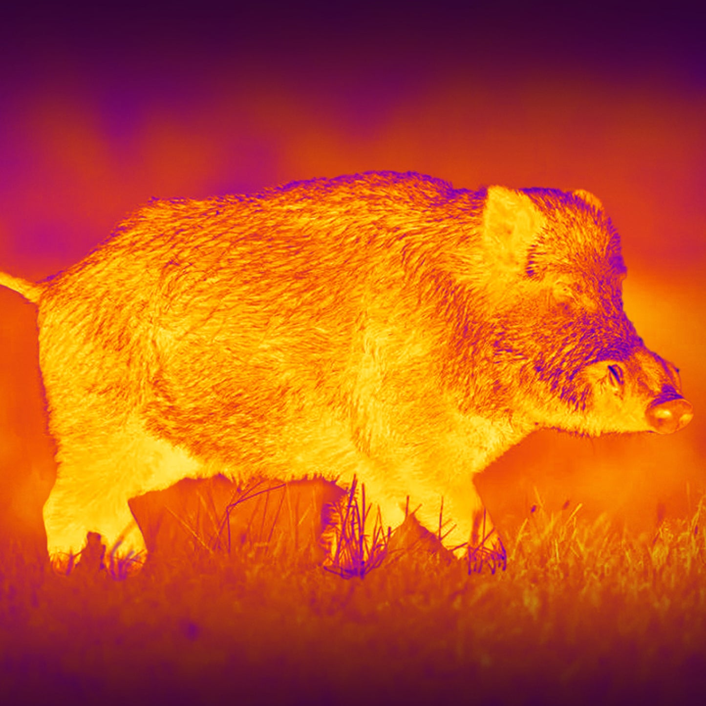 Leopard 640 Wärmebild-Monokular 35mm