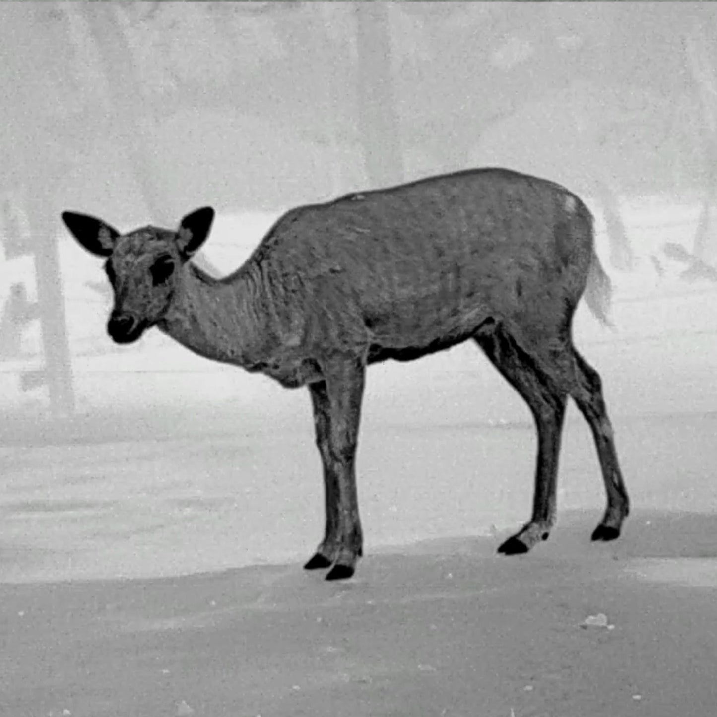 Leopard 640 Wärmebild-Monokular 35mm